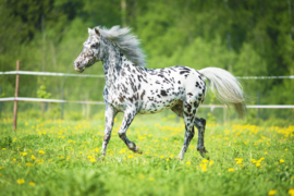 Papermoon Fotobehang Paard Met Stippen In De Wei