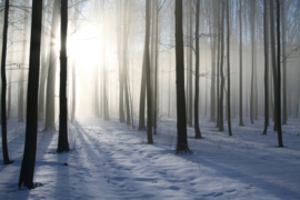 Papermoon Fotobehang Vlies Mistig bos in de winter 18340