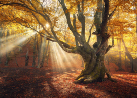 Papermoon Fotobehang Magische Oude Boom Herfst Bos