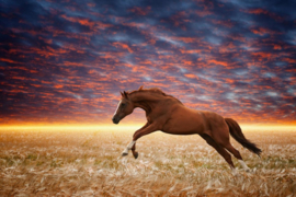 Papermoon Fotobehang Galopperend Paard