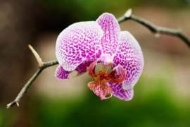 Papermoon Fotobehang Roze Orchidee
