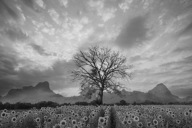 Papermoon Fotobehang Boom In Zonnebloemveld Zwart-Wit