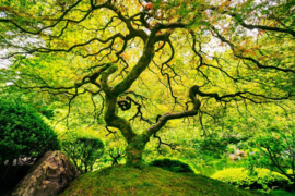 Papermoon Fotobehang Japanese Maple Tree 97037