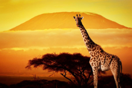 Papermoon Fotobehang Giraf Uit De Kilimanjaro