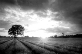 Papermoon Fotobehang Boom In Het Weiland Zwart-Wit