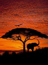 Komar African Sunset Fotobehang National Geographic 4-501