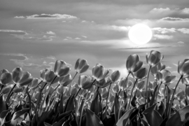 Papermoon Fotobehang Tulpenveld Zwart-Wit