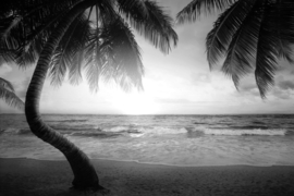 Papermoon Fotobehang Palmbomen Aan Het Strand Zwart-Wit
