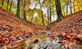 Noordwand Holland Fotobehang Bosbeek Herfst 6604