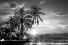 Papermoon Fotobehang Palmbomen Aan Land Zwart-Wit