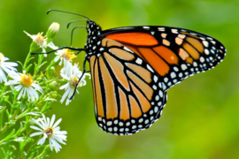 Papermoon Fotobehang Monarchvlinder