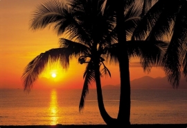 Komar Fotobehang Palmy Beach Sunrise 8-255