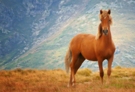 Papermoon Fotobehang Paard In De Bergen