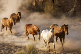 Papermoon Fotobehang Wilde Paarden In Het Zand