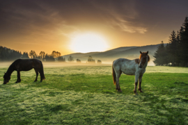 Papermoon Fotobehang Paarden In De Natuur