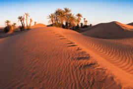 Papermoon Fotobehang Palmbomen In De Woestijn