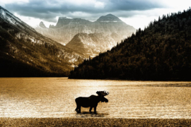 Papermoon Fotobehang Amerikaanse Elanden In Waterton Lake