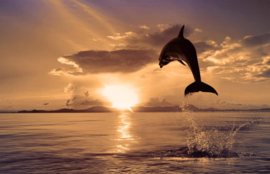 Papermoon Fotobehang Springende Dolfijn