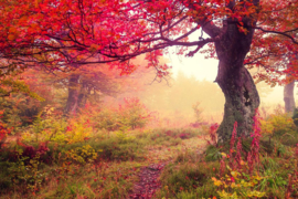 Papermoon Fotobehang Herfst Bomen