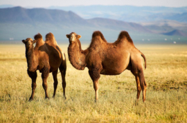 Papermoon Fotobehang Mongoolse Kamelen