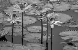 Papermoon Fotobehang Waterlelies In De Vijver Zwart-Wit