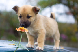 Papermoon Fotobehang Puppy Met Een Bloem