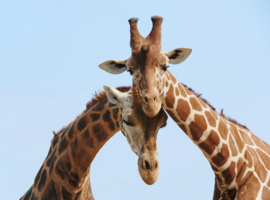 Papermoon Fotobehang Giraffen Verliefd