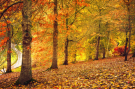 Papermoon Fotobehang Herfst Bomen In Het Bos