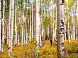 Papermoon Fotobehang Berkenbomen In De Rocky Mountains Van Colorado