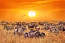Papermoon Fotobehang Afrikaanse Antilope En Zebra
