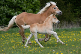 Papermoon Fotobehang Paarden