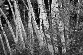 Papermoon Fotobehang Berkenbomen Zwart-Wit