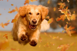 Papermoon Fotobehang Golden Retriever Hond