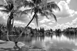 Papermoon Fotobehang Palmbomen Aan Het Water Zwart-Wit