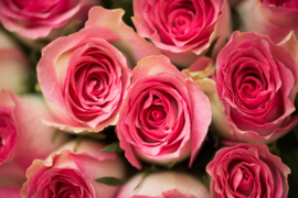 Papermoon Fotobehang Dichte Roze Rozen