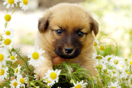 Papermoon Fotobehang Puppy In De Bloemen