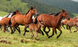 Papermoon Fotobehang Wilde Paarden