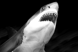 Papermoon Fotobehang Grote Haai Zwart-Wit