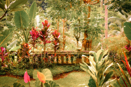 Papermoon Fotobehang Botanische Tuin