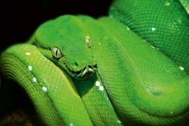 XXL Wallpaper Green Snake 0310-4