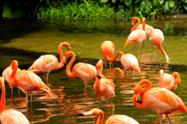 Papermoon Fotobehang Roze Flamingos