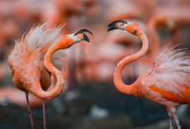 Papermoon Fotobehang Caribische Flamingo's