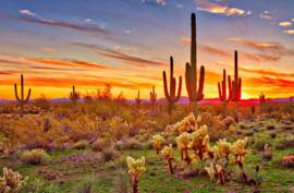 Papermoon Fotobehang Saguaro's Zonsondergang Phoenix