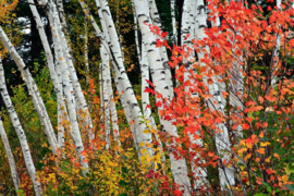 Papermoon Fotobehang Berkenbos In Herfstsferen