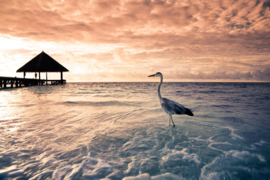Papermoon Fotobehang Flamingo Tropisch Strand