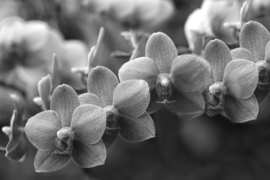 Papermoon Fotobehang Orchidee Zwart-Wit