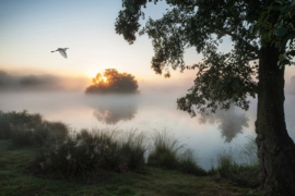 Papermoon Fotobehang Boom Bij Mistig Meer