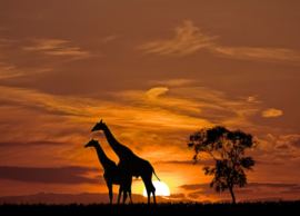 Papermoon Fotobehang Giraffen Voor Zonsondergang