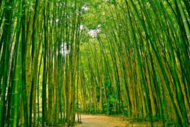 Papermoon Fotobehang Bamboe Bos