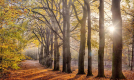 Noordwand Holland Fotobehang Beukenlaantje Herfst 2144